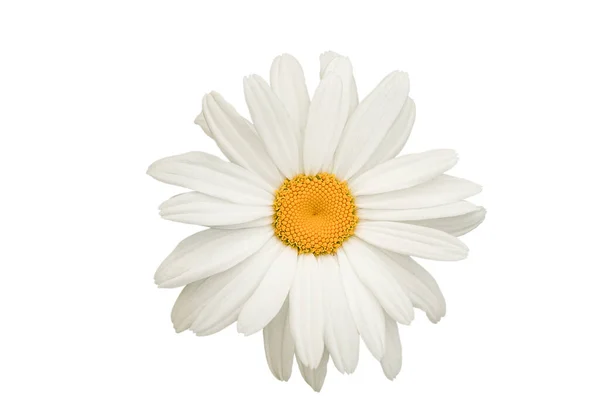 Heřmánek Izolovaný Bílém Sedmikrásky Květiny Izolované — Stock fotografie