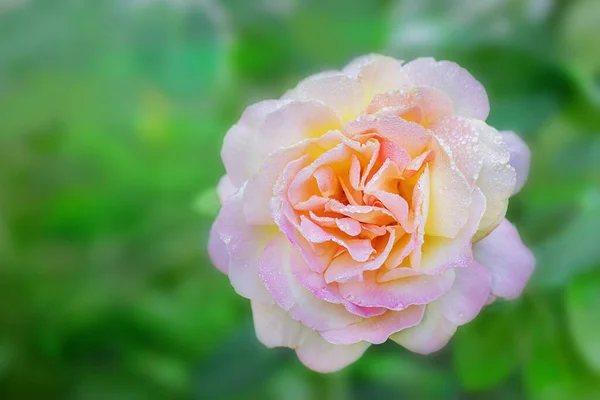 Roze Roos Dauw Een Wazig Groene Achtergrond Kopieer Ruimte Versheid — Stockfoto