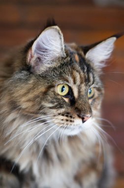 Sarı gözlü, görkemli, uzun saçlı bir Maine Rakunu 'nun yakın plan fotoğrafı. Profesyonel evcil hayvan fotoğrafçılığı kedinin yumuşak bulanık bir arka plana karşı özenli ifadesini gösteriyor