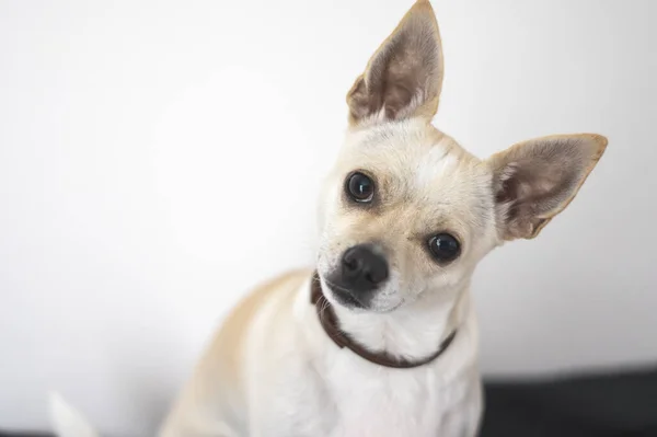Çekici melez, krem rengi bir köpeğin yakından çekilmiş portresi kameraya merakla bakıyor. Temiz beyaz arka plan ve köpeğin özenli ifadesi onu evcil hayvan bakımı, eğitim ve veteriner reklamları için mükemmel hale getiriyor.
