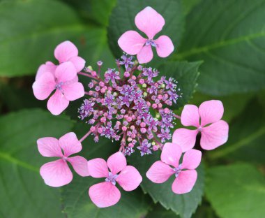 Ortanca macrophylla. Mor bir çiçeğin ortanca görüntüsü