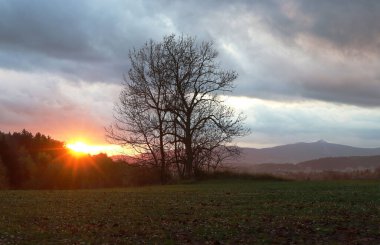 Gün batımı dağlarda bir ağaç siluetiyle