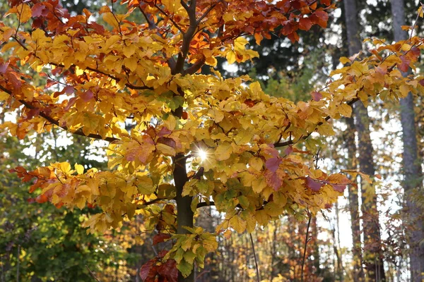 Sonbahar Ağacındaki Güneş Işığı — Stok fotoğraf