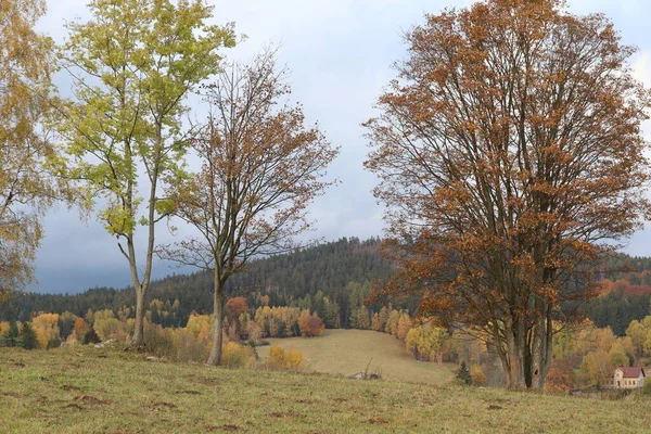 Осенний Пейзаж Деревьями — стоковое фото