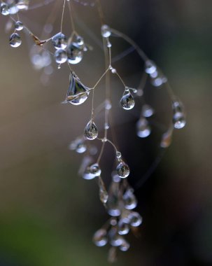 Kurumuş çimenlere çiy damlaları düşer.