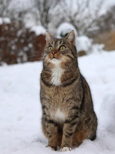 Kedi karda oturuyor.
