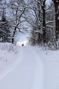 Karlı ağaçlarla kaplı ormanda yol.
