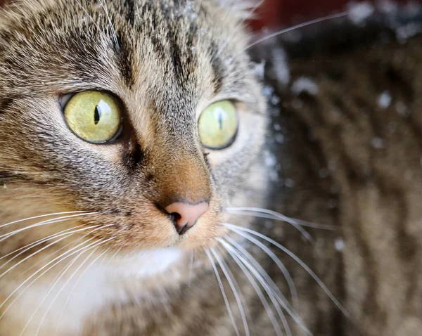 Bir kediye yakından bak.