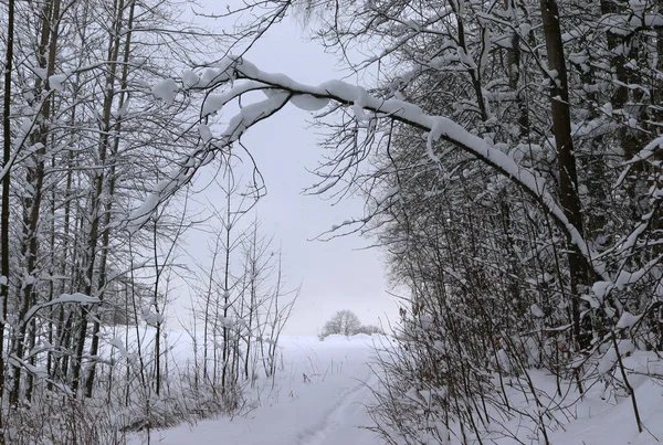 穿过长满白雪的树林的路 — 图库照片