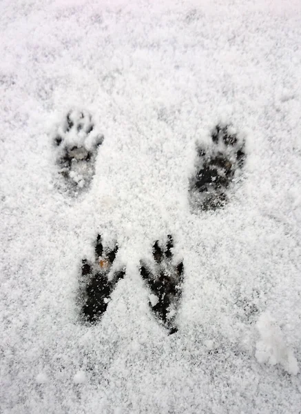 Karda porsuk izleri var.