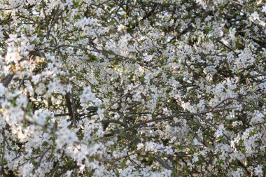 Tüm bölgede siyah dikenli küçük beyaz çiçekler