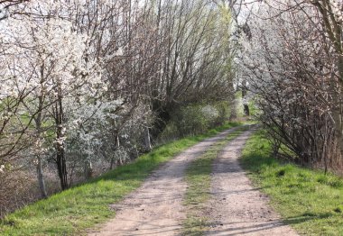 Çiçekli bahar çalılarıyla dolu bir patika.