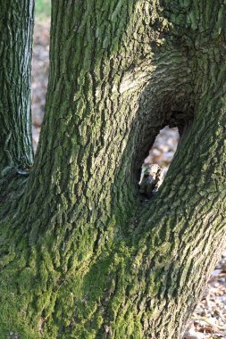 Ortasında delik olan bir ağacın ayrıntısı
