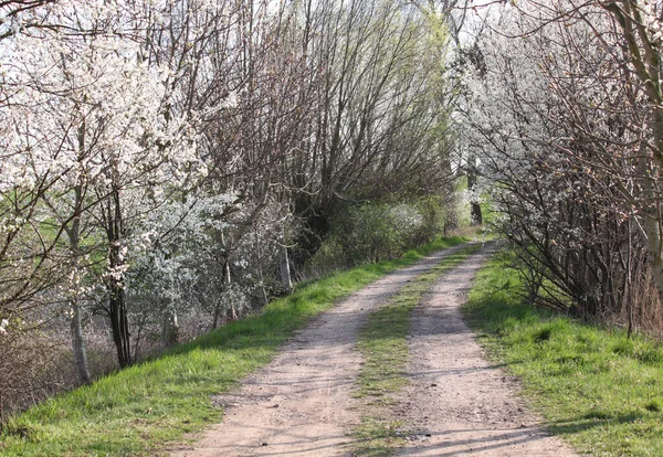 Çiçekli bahar çalılarıyla dolu bir patika.