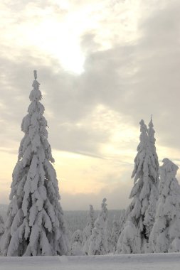 Dağlardaki ovalarda karlı bir ağaç