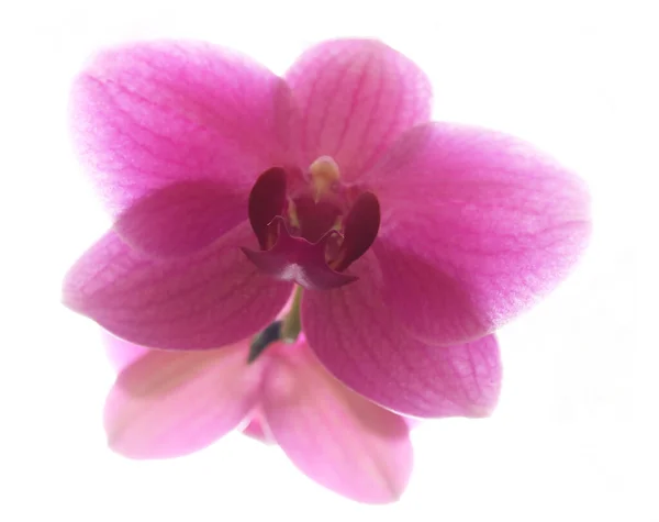 Primer Plano Una Flor Orquídea Iluminada Por Contraluz — Foto de Stock