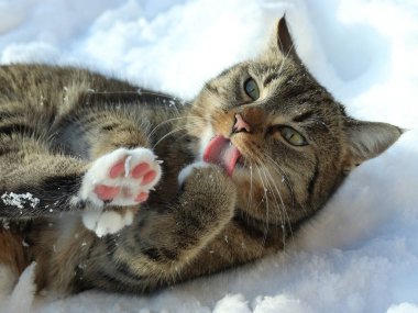 Kedi karda yatıyor, patisini yalıyor ve biz pembe bir pençe görüyoruz.