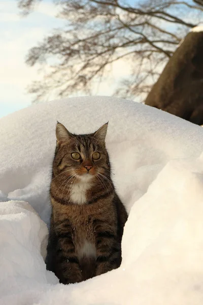 Cat Sitting Snow Front Pile Snow Background Stone Tree — Stock Photo, Image