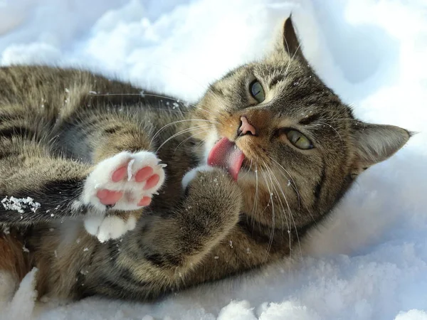 Cat Lying Snow Licking Its Paw See Pink Paw — Stock Photo, Image