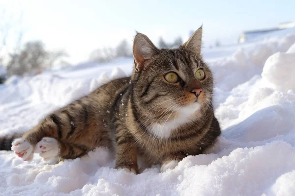 Kedi karda yatar ve bakar.
