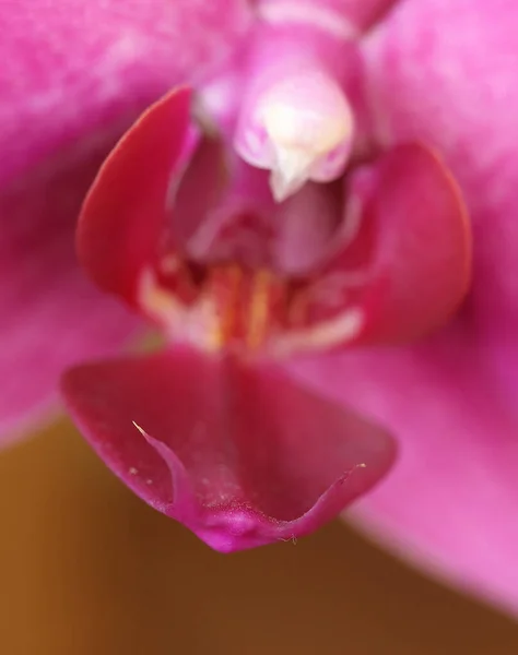 Primer Plano Pistilo Dentro Una Flor Orquídea Púrpura — Foto de Stock