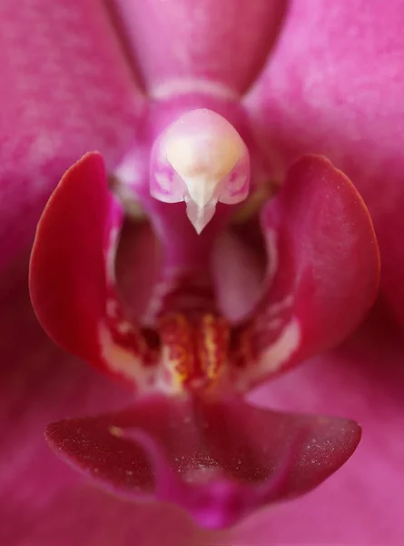 Primer Plano Pistilo Dentro Una Flor Orquídea Púrpura — Foto de Stock