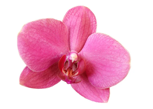 Primer Plano Una Sola Flor Rosa Orquídea Sobre Fondo Blanco — Foto de Stock