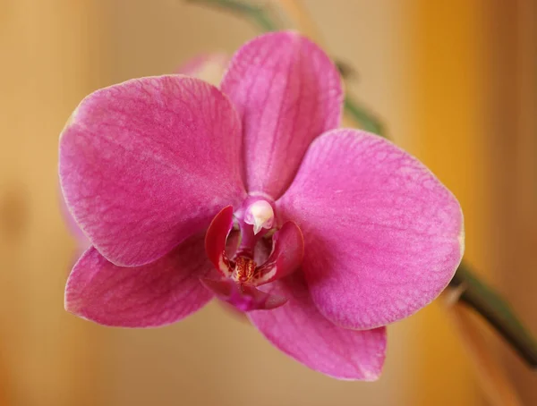 Primer Plano Una Sola Flor Orquídea Rosa Sobre Fondo Amarillo — Foto de Stock