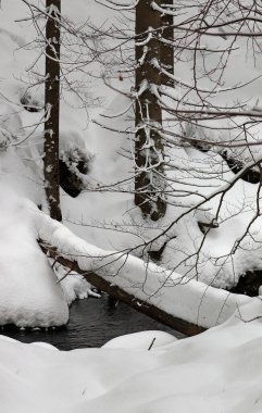 Ormanda kışın karlı bir çevre ve karla kaplı dallarla birlikte.