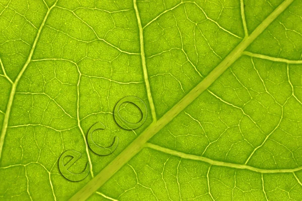 Detalj Ett Grönt Blad Hela Bakgrundsområdet Som Bakgrund För Beskrivningen — Stockfoto