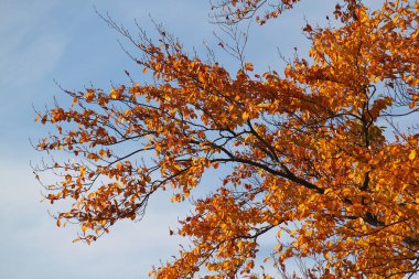 Sonbahar renkli yapraklar mavi gökyüzüne karşı bir kayın dalında