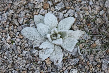 Dağ bitkisi taşlarla kaplı.