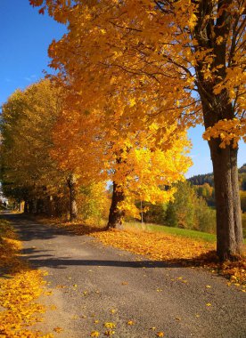 Sonbaharda yapraklı akçaağaçlarla dolu bir patika.