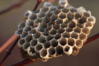 Arı kovanının boş bir parçasına yakından bakın.
