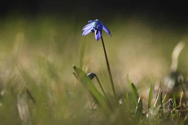 Bahçede mavi lob. Yakın plan.