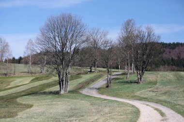 Ağaçlar ve ormanlarla dolu bahar manzarası