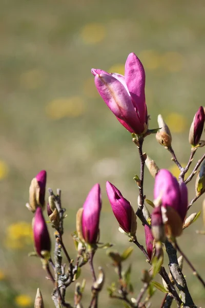İlkbaharda pembe manolya çalısı