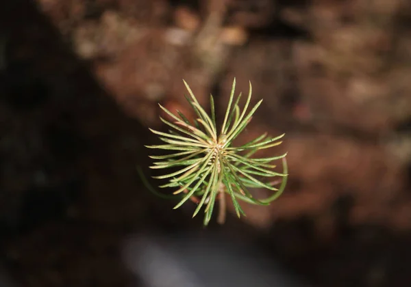 Taze bahar yeni ladin yaprakları yakın plan