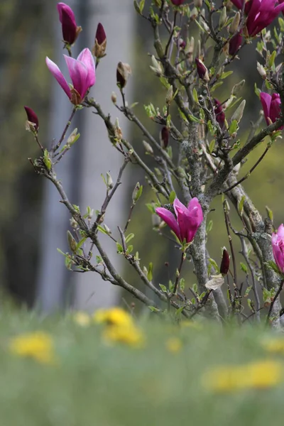 Bahçedeki pembe manolya çalısı