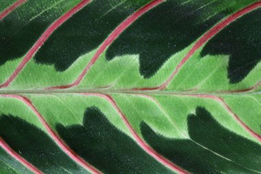Maranta leuconeura 'nın kendine özgü pembe damarlı çiçeğiyle bir yaprağın ayrıntıları
