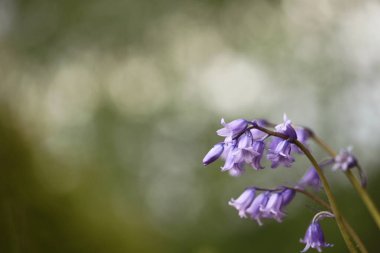resmin köşesinde serbest arkaplan ile mor çanlar