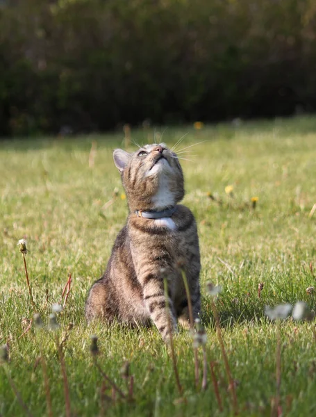 Evcil kedi çimlere doğru bakıyor.