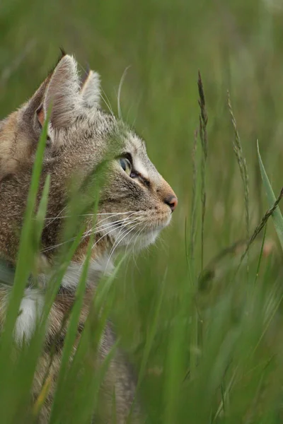 Uzun otların arasında evcil kedi. profil görünümü, detay