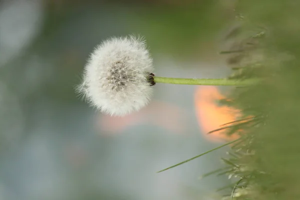 Taraxacum officinale. Bir çiçek açan karahindiba, arka planda ateş
