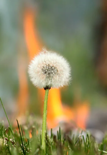 Taraxacum officinale. Blooming dandelion with fire in the background