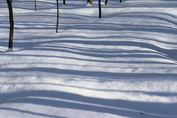 shadows of thin trees in the snow form parallel lines, striped background