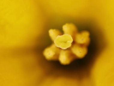 Sarı narsisli çiçeğin makro ayrıntıları. Pistil. Narcissus pseudonarcissus