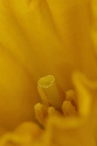 Sarı bir narsislerin içinde narsislerin makro ayrıntıları, Narcissus Carlton.