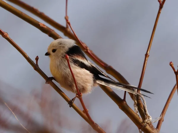 Aegithalos caudatus, bir dalda oturan parlak bir kuş