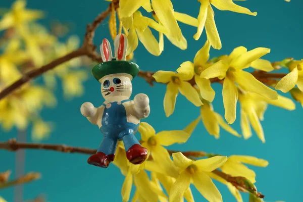 Easter. Easter bunny ornament hanging on a forsythia twig, turquoise background. Forsythia intermedia